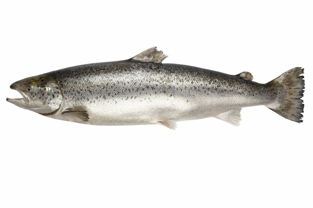 哪些食物含硒高(含硒高的前十名食物)-硒宝网