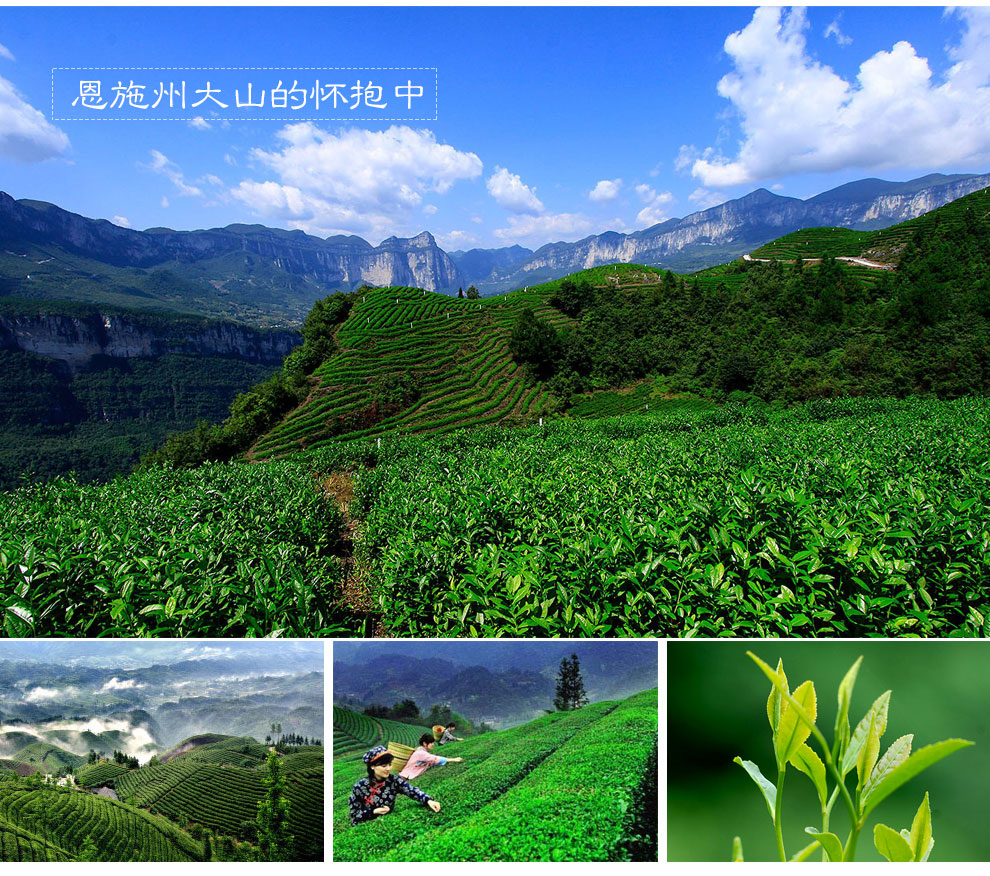 湖北恩施高山绿茶怎么样(恩施高山野茶的特点)-硒宝网