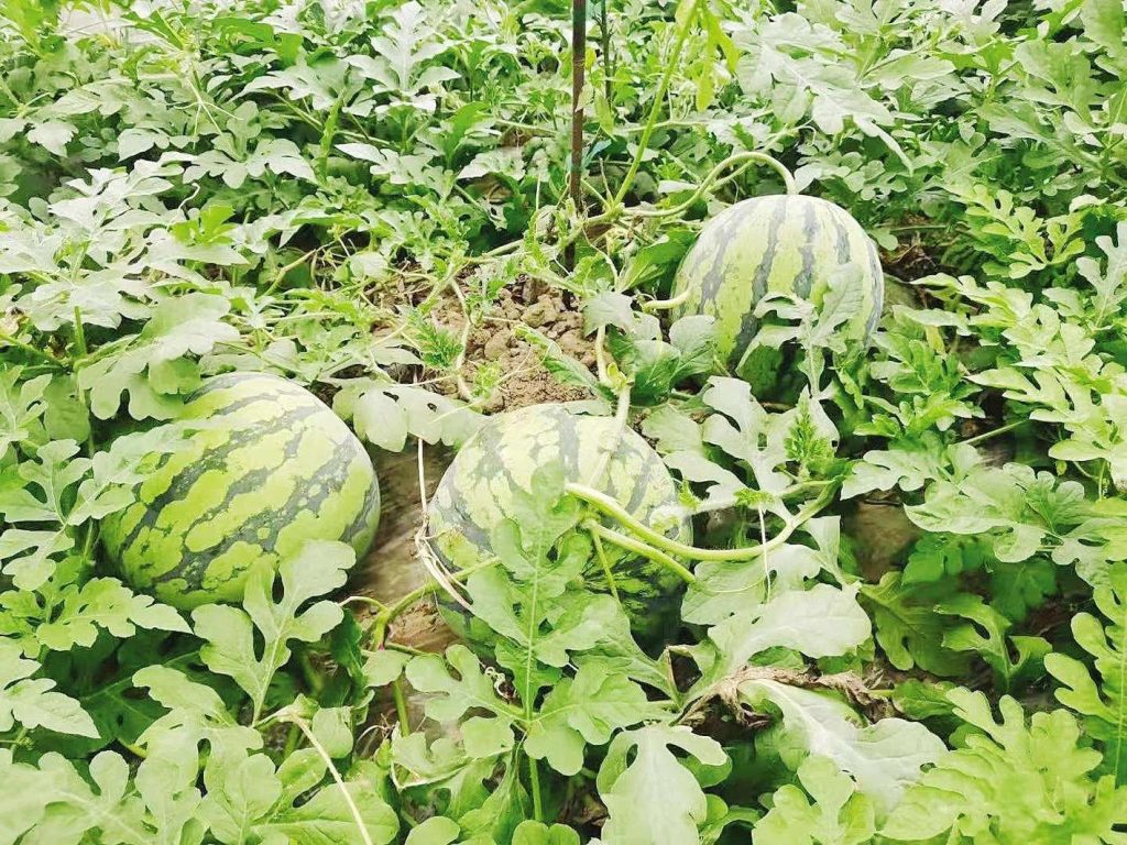 硒砂瓜为什么会被叫停(宁夏中卫禁止种植的原因)-硒宝网