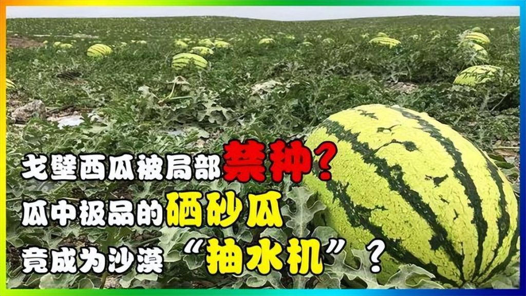 中卫硒砂瓜为什么不让种了(2023年宁夏石头瓜禁种原因)-硒宝网