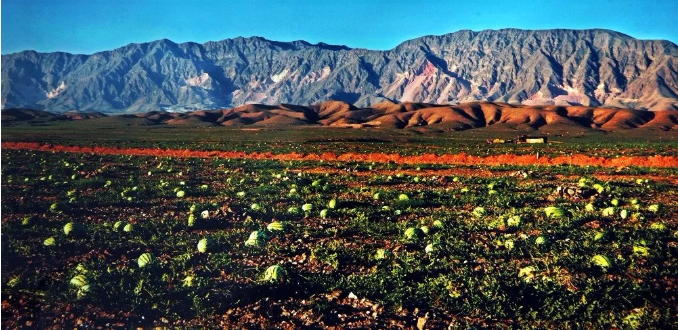 中国富硒西瓜之乡-宁夏中卫硒砂瓜-硒宝网