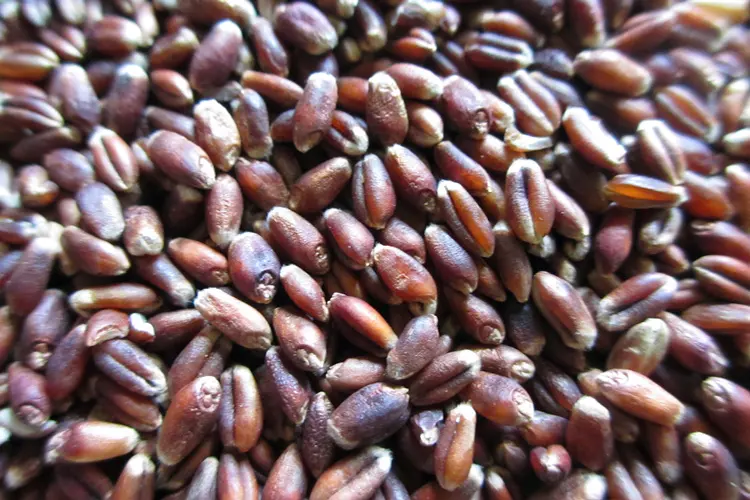 富硒黑小麦的功效是什么？（富硒黑麦面粉有什么功效）-硒宝网