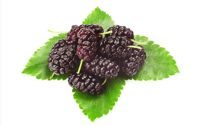 含硒最多的水果是什么(含硒第一名的水果是什么)-硒宝网