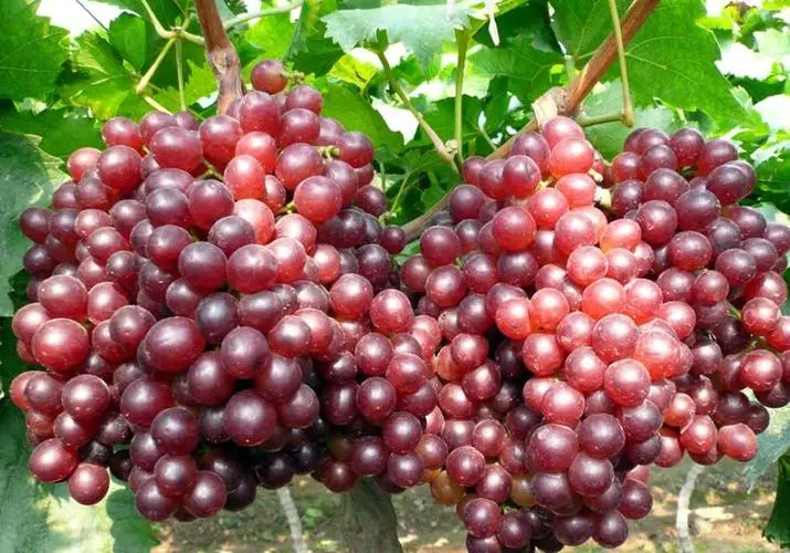 富硒葡萄产地有哪些？（富硒葡萄是哪里的特产）-硒宝网
