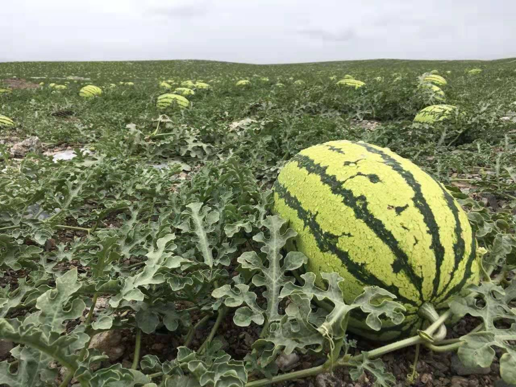 硒砂瓜产地都在哪里(硒砂瓜几月份成熟)-硒宝网