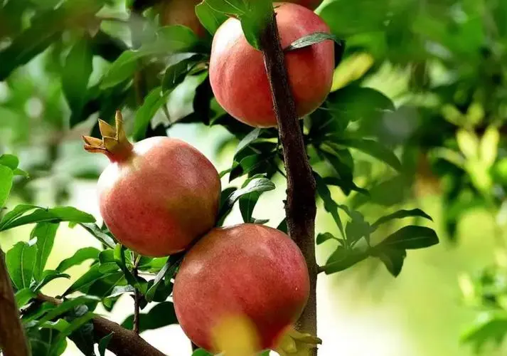 富硒产品有哪些（补硒的产品有哪些）-硒宝网