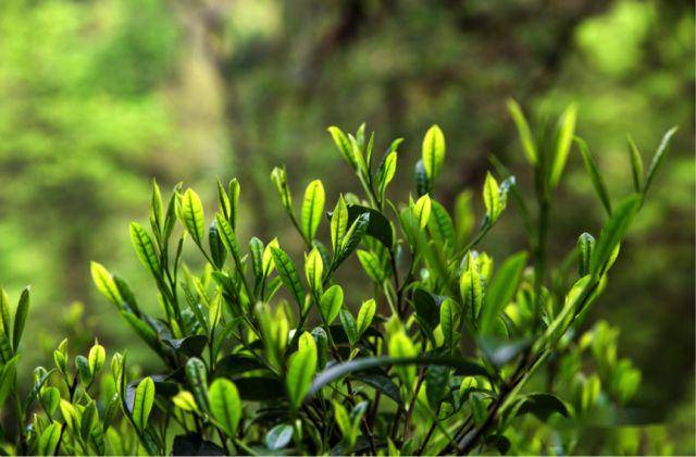 恩施高山硒茶是绿茶吗(湖北恩施高山绿茶怎么样)-硒宝网
