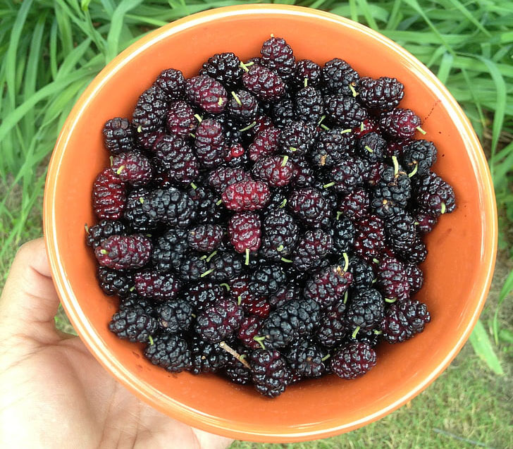 含硒最高的水果-桑葚(哪些水果中含硒高)-硒宝网