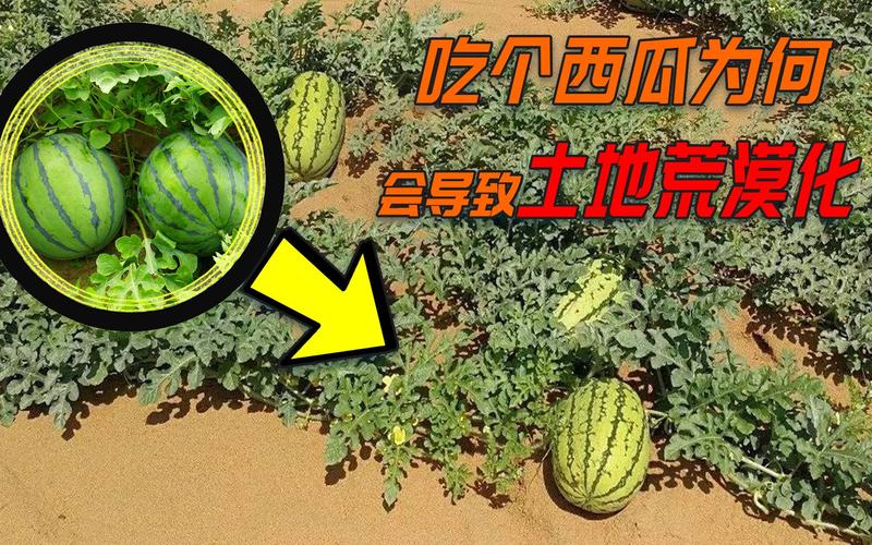 中卫硒砂瓜为什么不让种了(2023年宁夏石头瓜禁种原因)-硒宝网