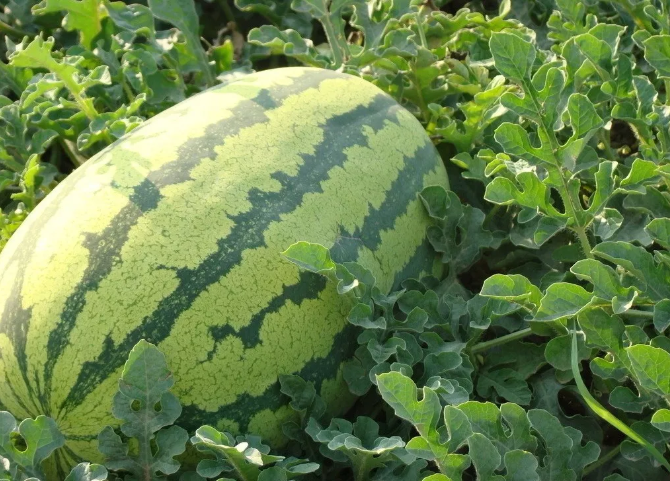 硒砂瓜为什么会被叫停(宁夏中卫禁止种植的原因)-硒宝网