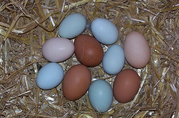 富硒土鸡蛋营养价值高吗(富硒鸡蛋到底好不好)-硒宝网