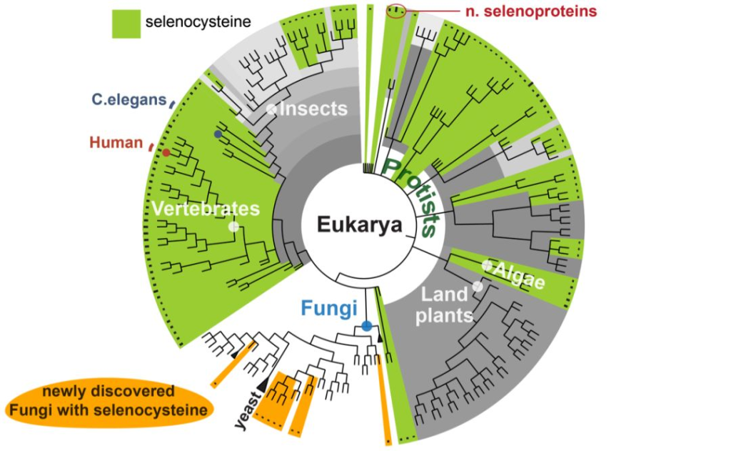 硒代半胱氨酸作用（作用机理和理化性质）-硒宝网
