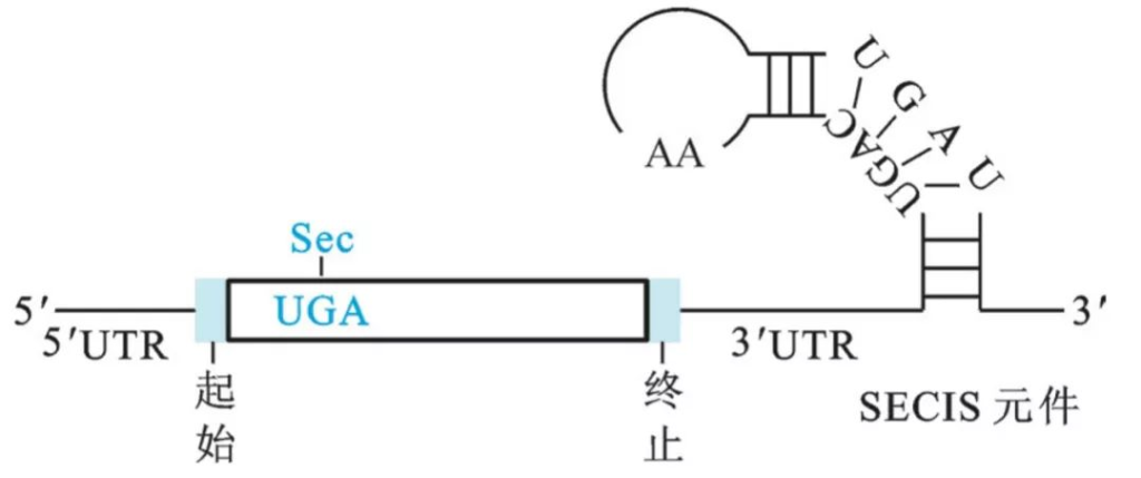 硒代半胱氨酸作用（作用机理和理化性质）-硒宝网