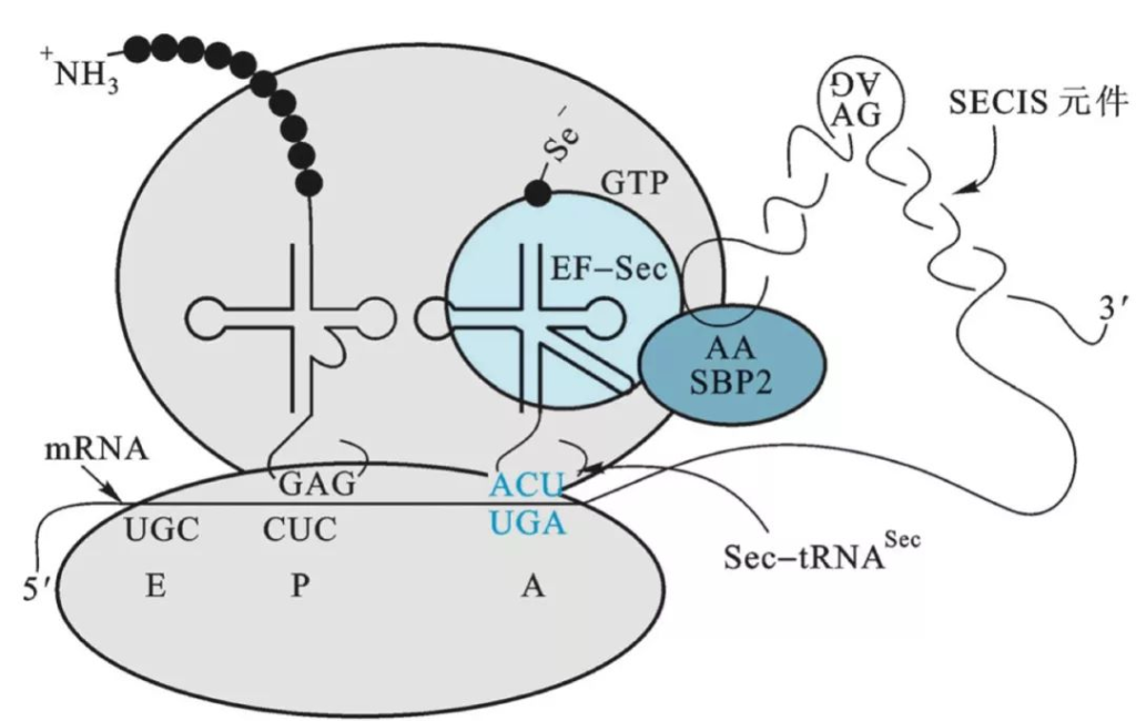 硒代半胱氨酸作用（作用机理和理化性质）-硒宝网