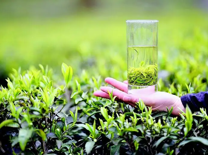 湖北恩施四大名茶哪个最好喝?(最好的茶叶是什么)-硒宝网