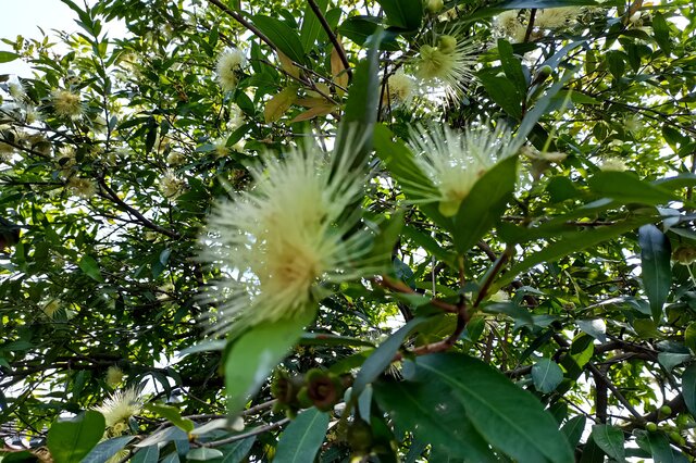富硒果是什么水果（水果富硒含量标准）-硒宝网