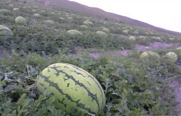 硒砂瓜多少钱一斤(硒砂瓜的施肥种植技术)-硒宝网