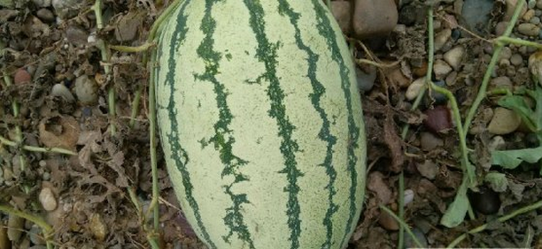 硒砂瓜多少钱一斤(硒砂瓜的施肥种植技术)-硒宝网