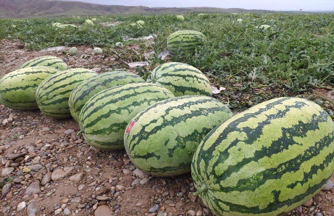戈壁西瓜危害有多大(为什么会被禁种)-硒宝网