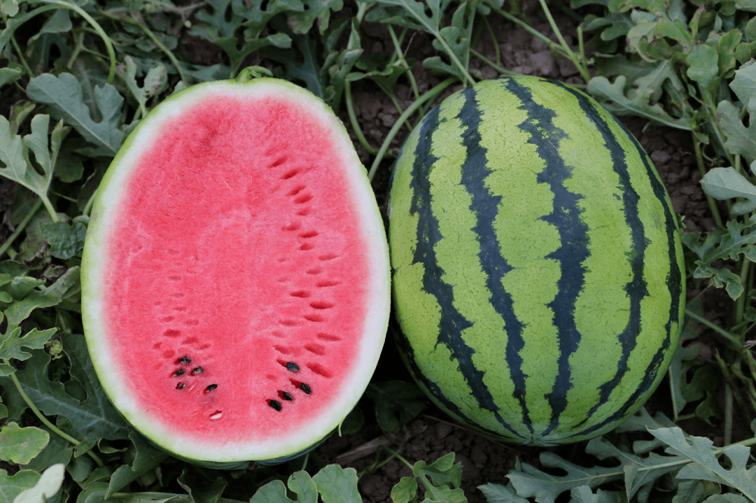 戈壁西瓜危害有多大(为什么会被禁种)-硒宝网