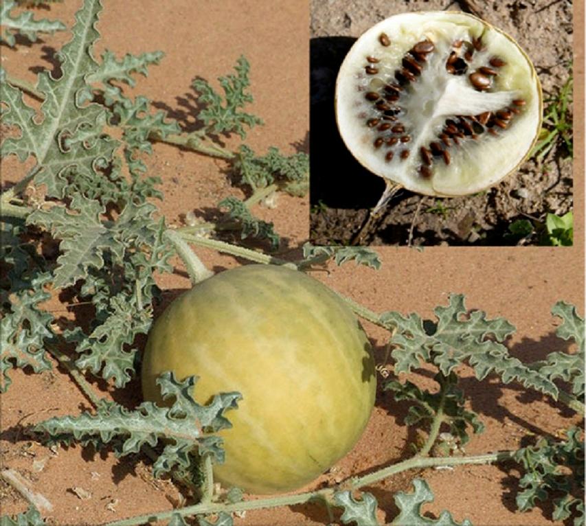 戈壁西瓜危害有多大(为什么会被禁种)-硒宝网
