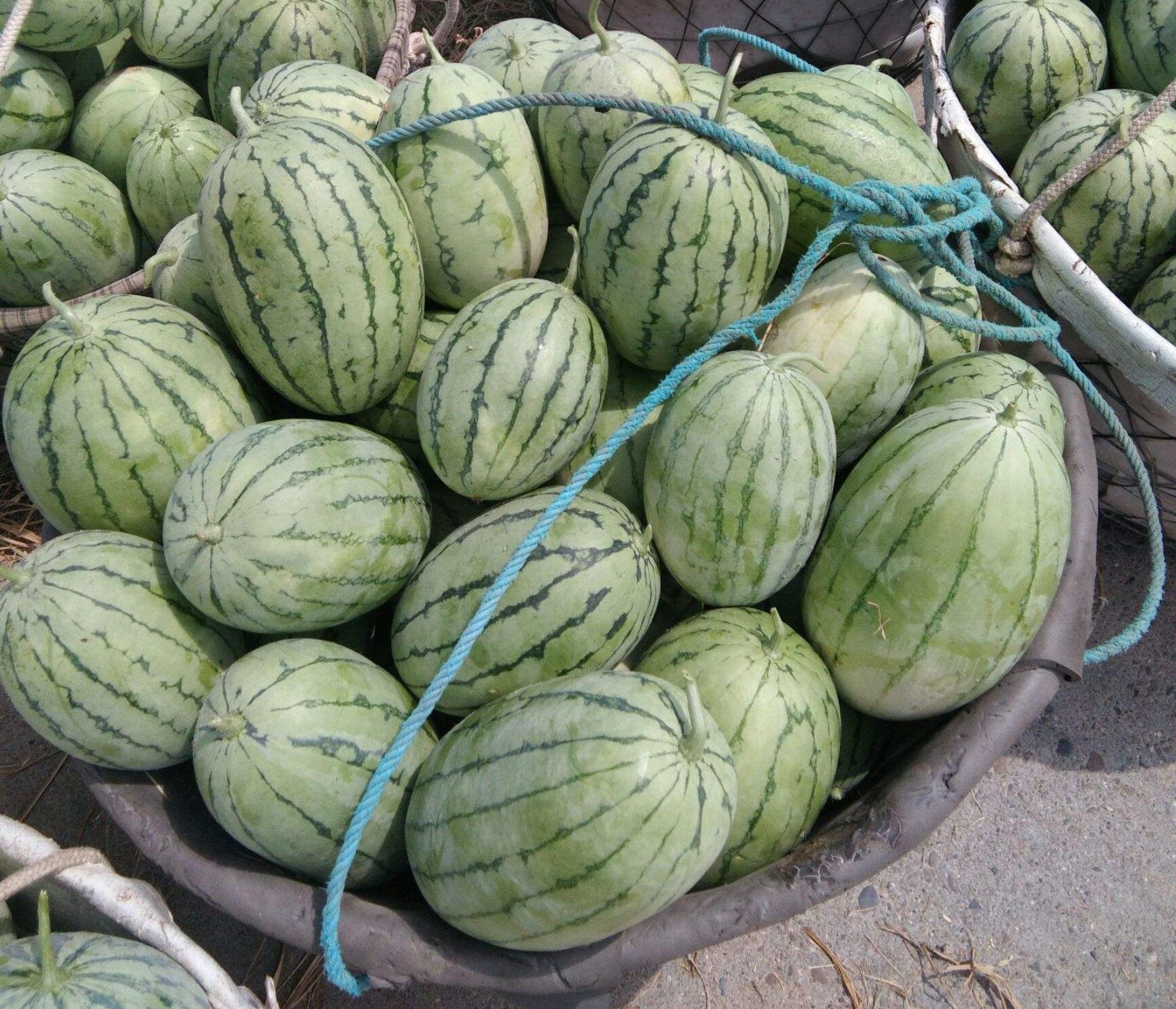 戈壁西瓜危害有多大(为什么会被禁种)-硒宝网