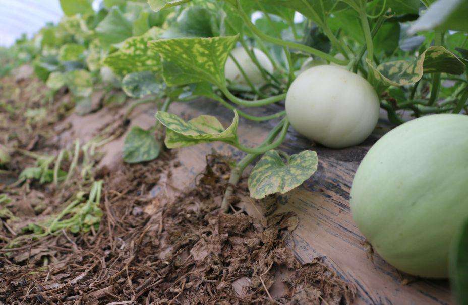 戈壁西瓜危害有多大(为什么会被禁种)-硒宝网