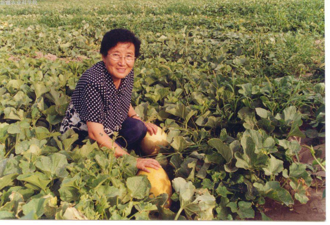 戈壁西瓜危害有多大(为什么会被禁种)-硒宝网