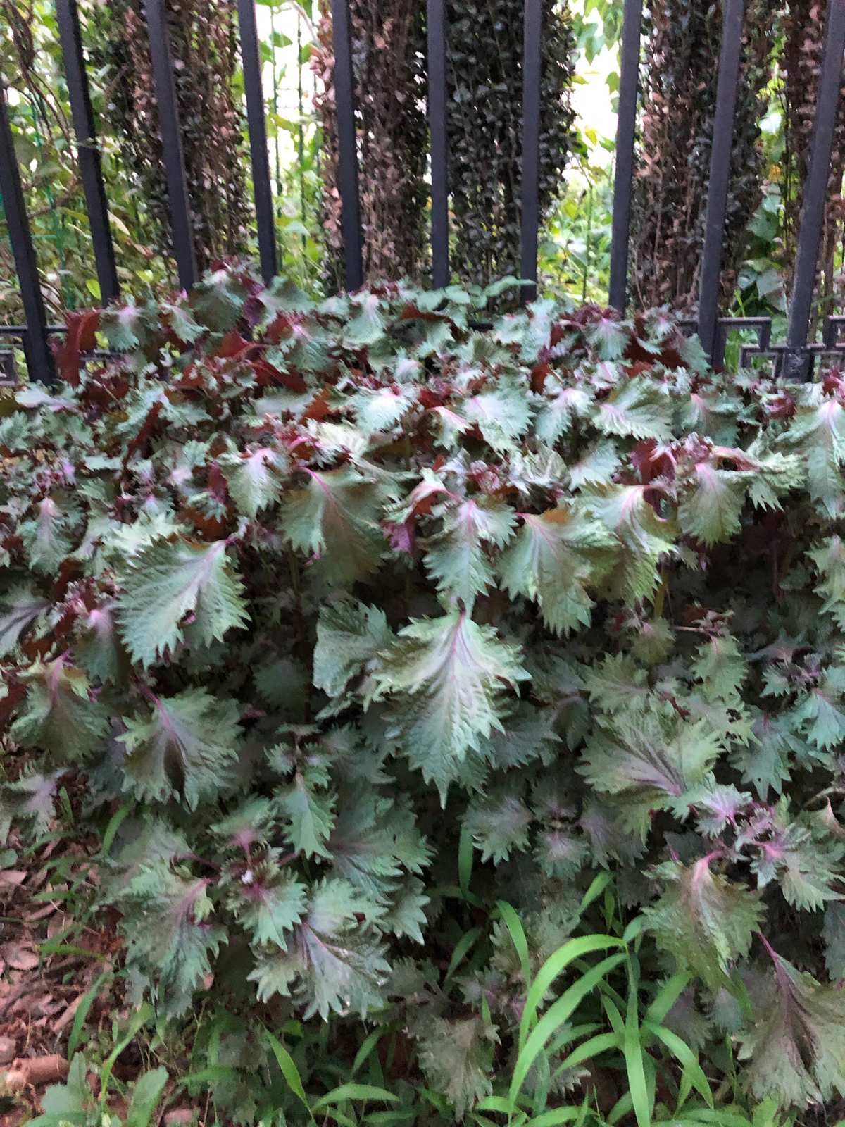 富硒紫苏产自哪里(哪里紫苏叶最好)-硒宝网