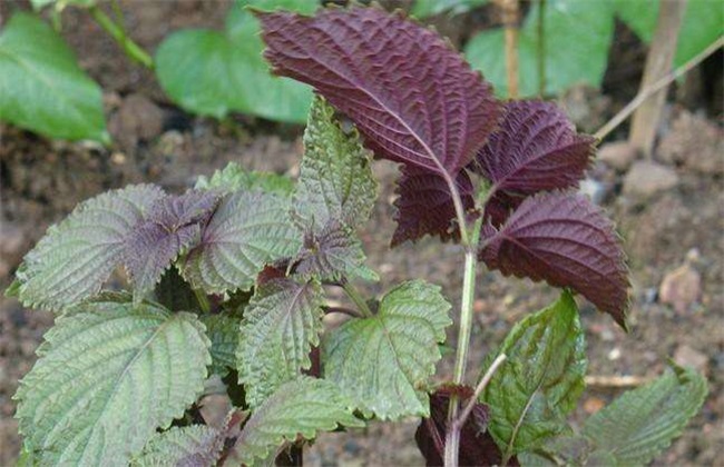 富硒紫苏产自哪里(哪里紫苏叶最好)-硒宝网