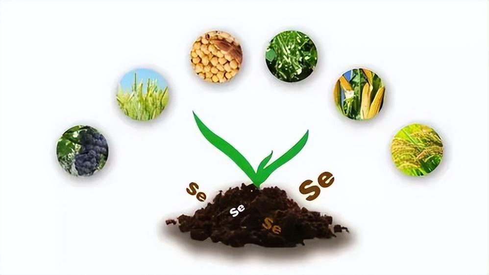 硒在人体中起什么作用(人体中硒的作用)-硒宝网