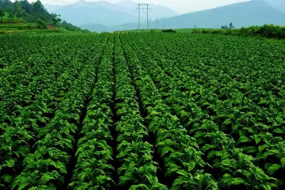 硒在人体中起什么作用(人体中硒的作用)-硒宝网