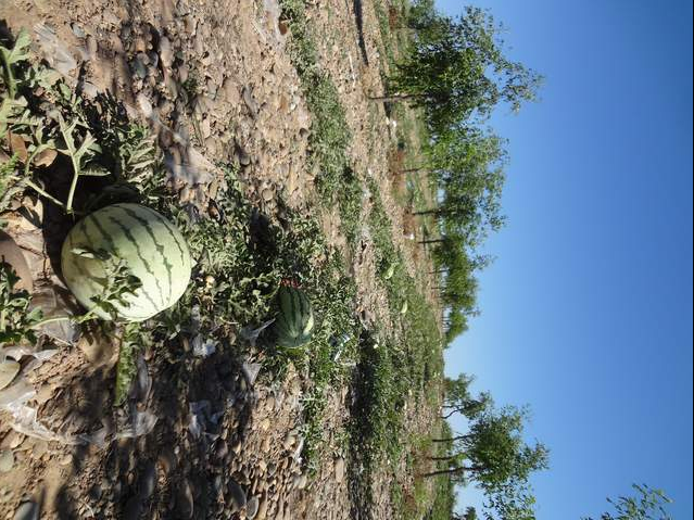 宁夏中卫硒砂瓜(中卫市硒砂瓜基地)-硒宝网