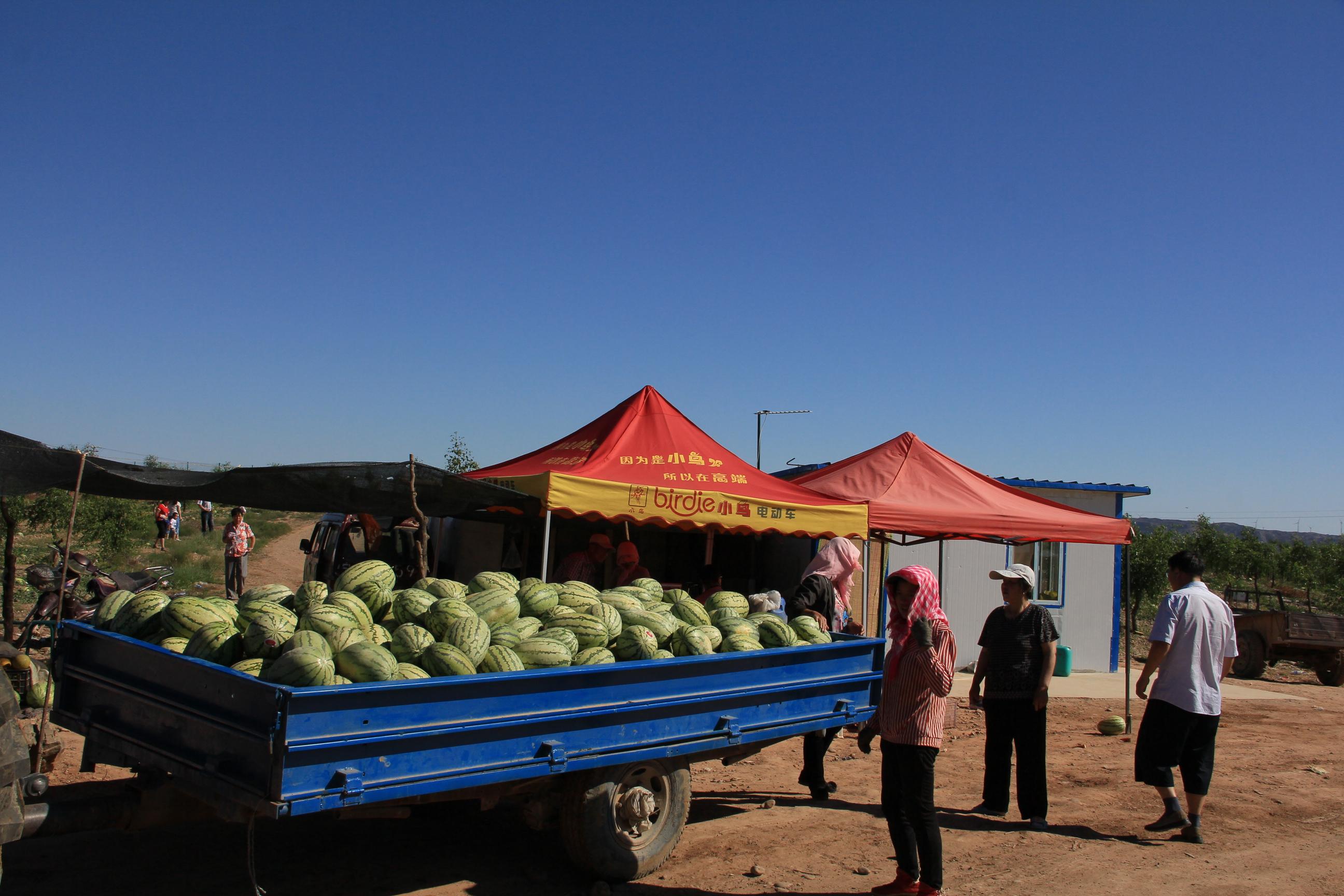 宁夏中卫硒砂瓜(中卫市硒砂瓜基地)-硒宝网
