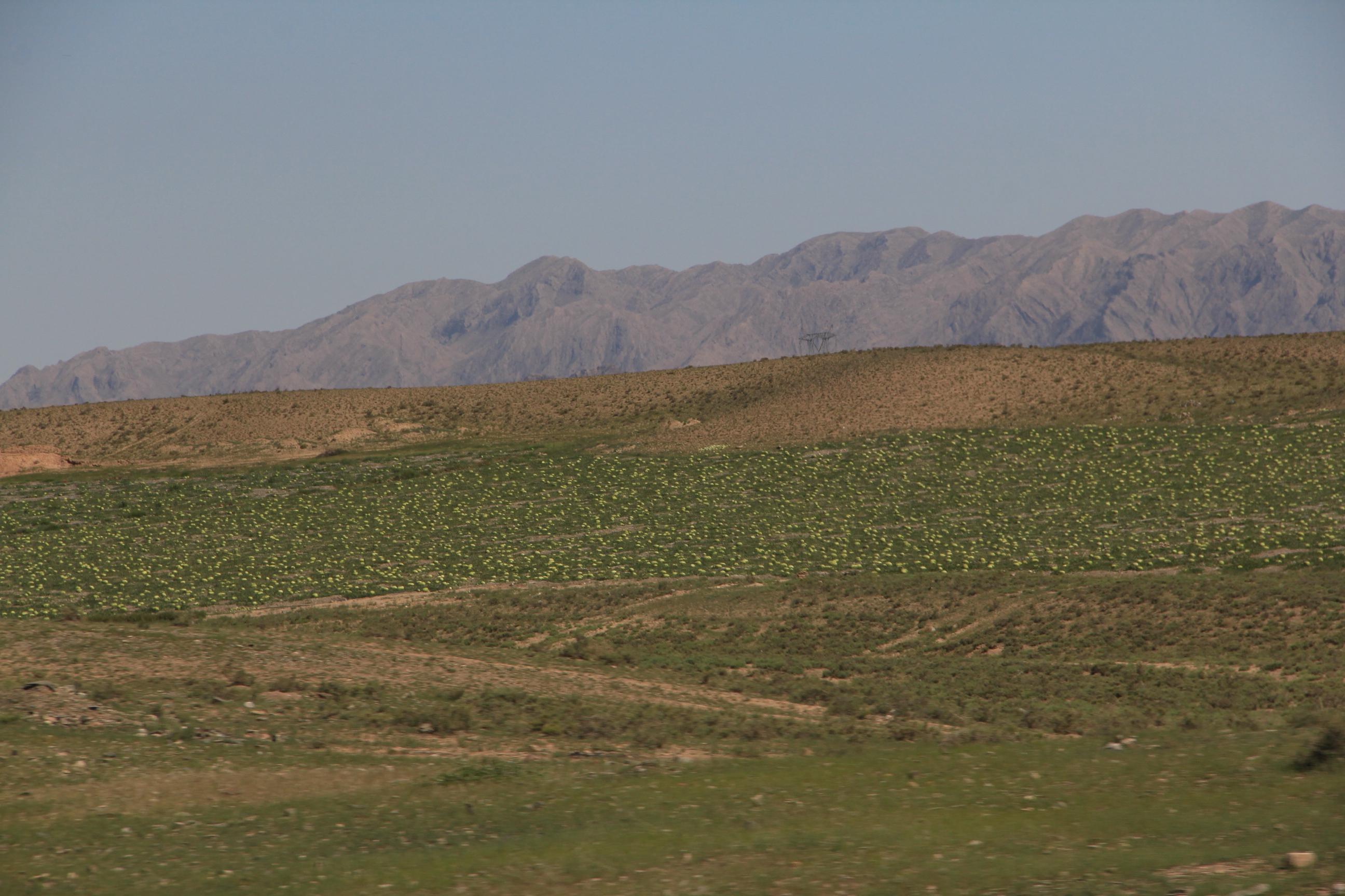 宁夏中卫硒砂瓜(中卫市硒砂瓜基地)-硒宝网