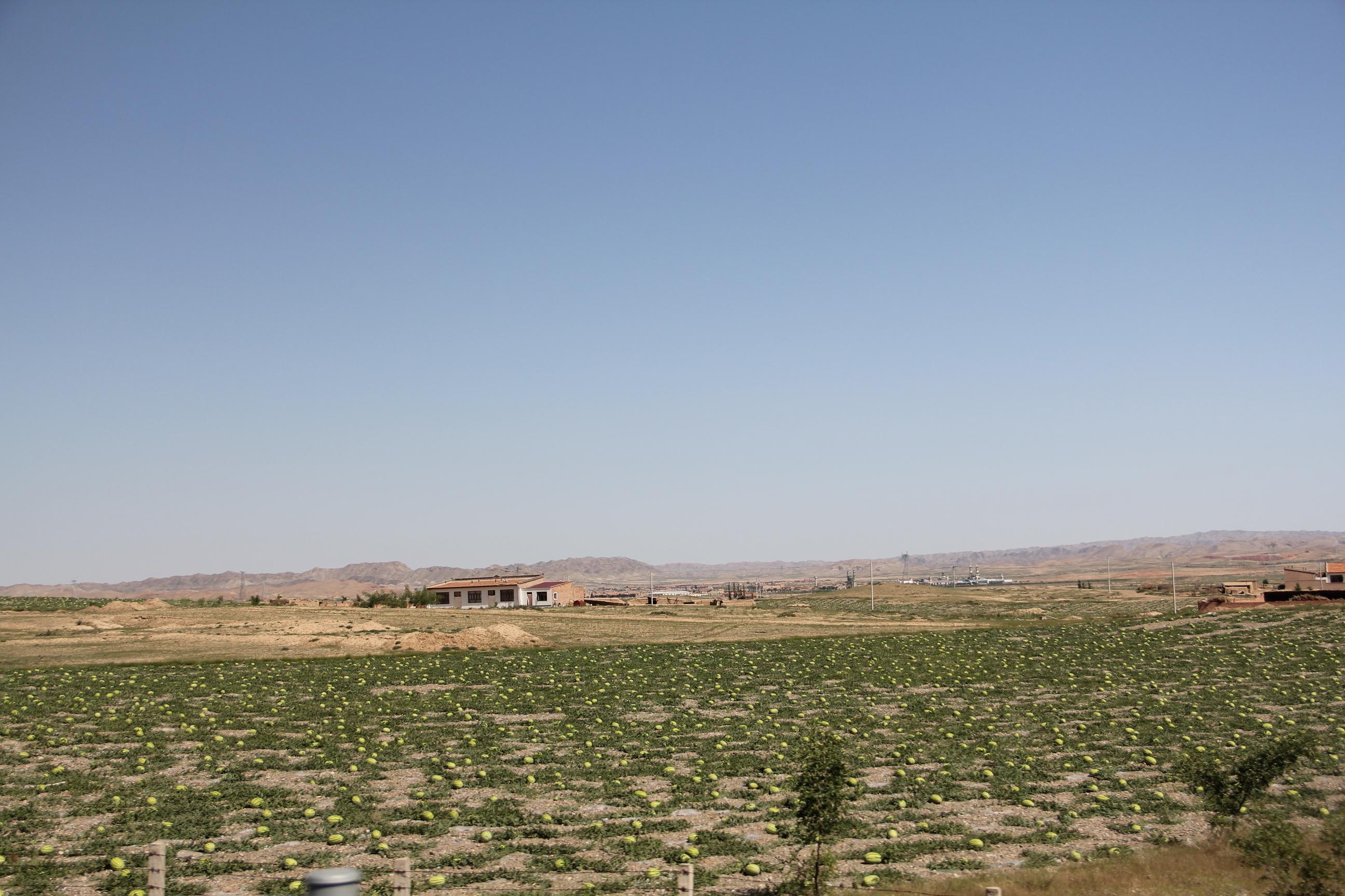 宁夏中卫硒砂瓜(中卫市硒砂瓜基地)-硒宝网