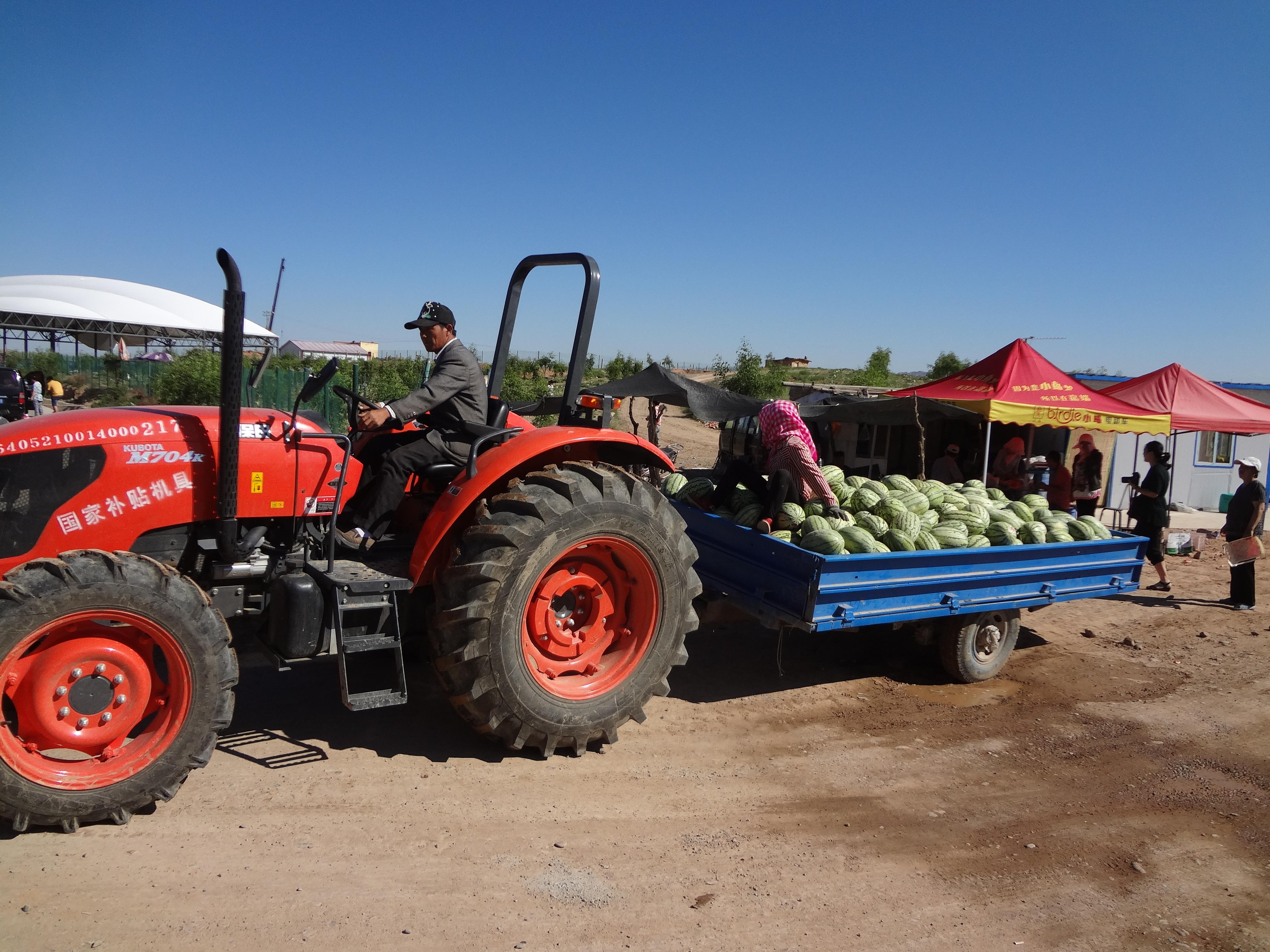宁夏中卫硒砂瓜(中卫市硒砂瓜基地)-硒宝网