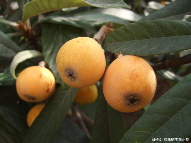 中国硒含量高的地方(国内高硒地区)-硒宝网