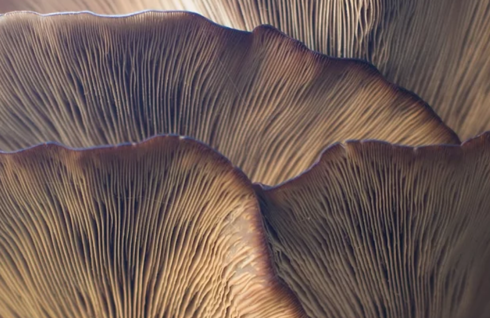 硒对人体有哪些好处（硒对人体的好）-硒宝网