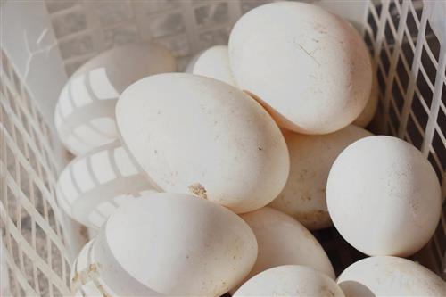 食补硒什么食物最佳(补硒吃什么效果好)-硒宝网