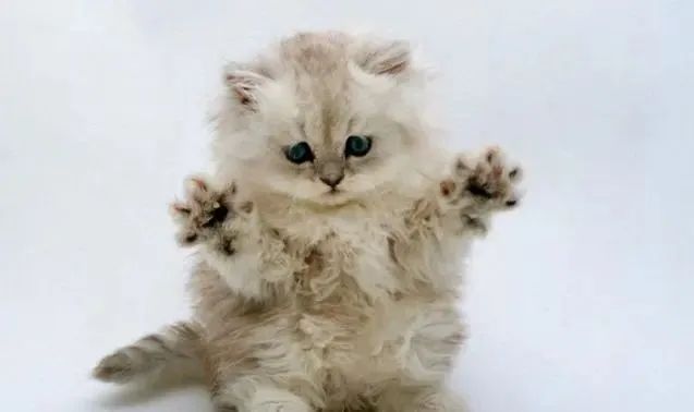 国产猫粮良心推荐（哪个品牌国产猫粮好）-硒宝网