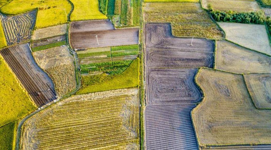 为什么禁种硒砂瓜（硒砂瓜的危害）-硒宝网