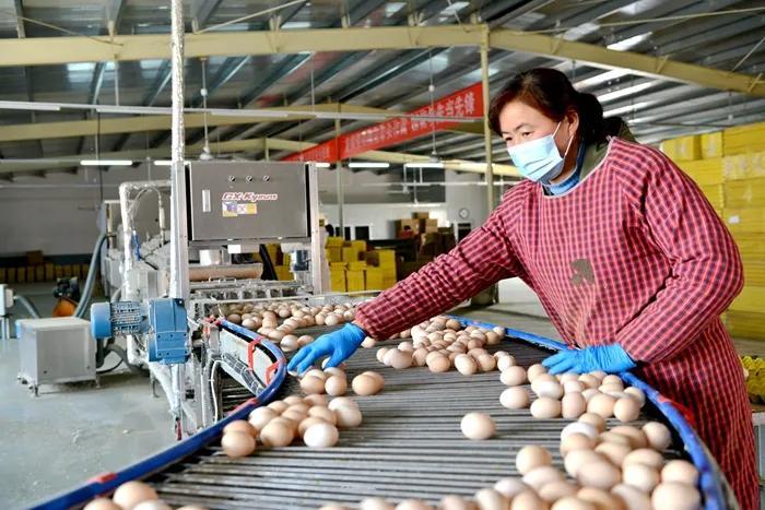 无抗富硒土鸡蛋是什么意思(土鸡蛋含硒吗)-硒宝网