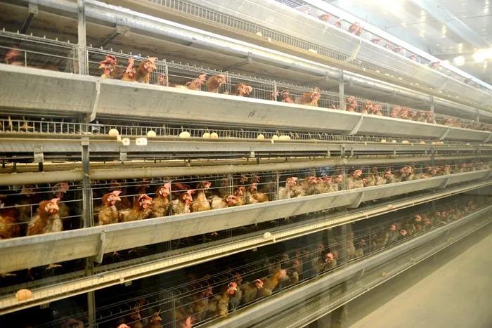 无抗富硒土鸡蛋是什么意思(土鸡蛋含硒吗)-硒宝网