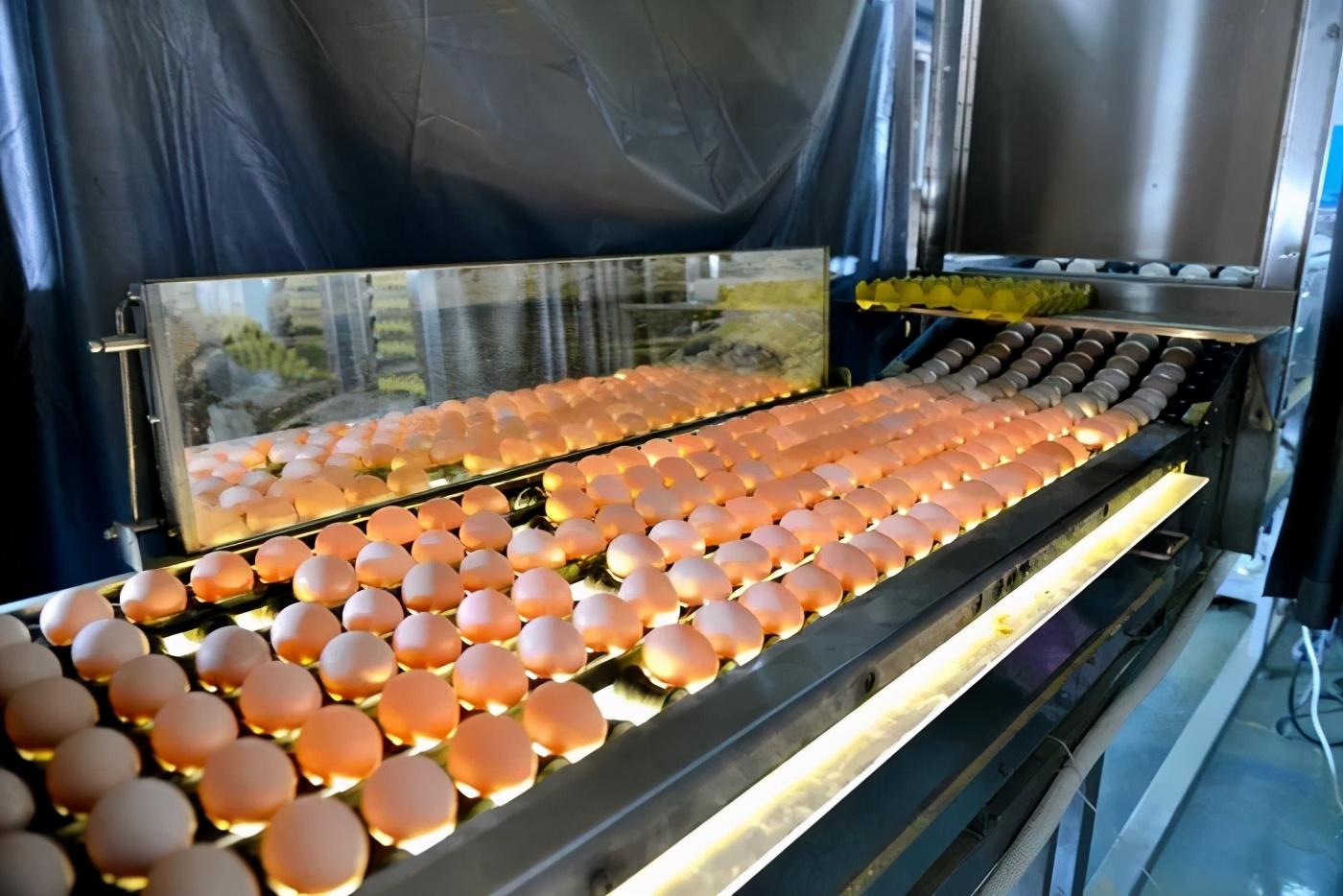 无抗富硒土鸡蛋是什么意思(土鸡蛋含硒吗)-硒宝网