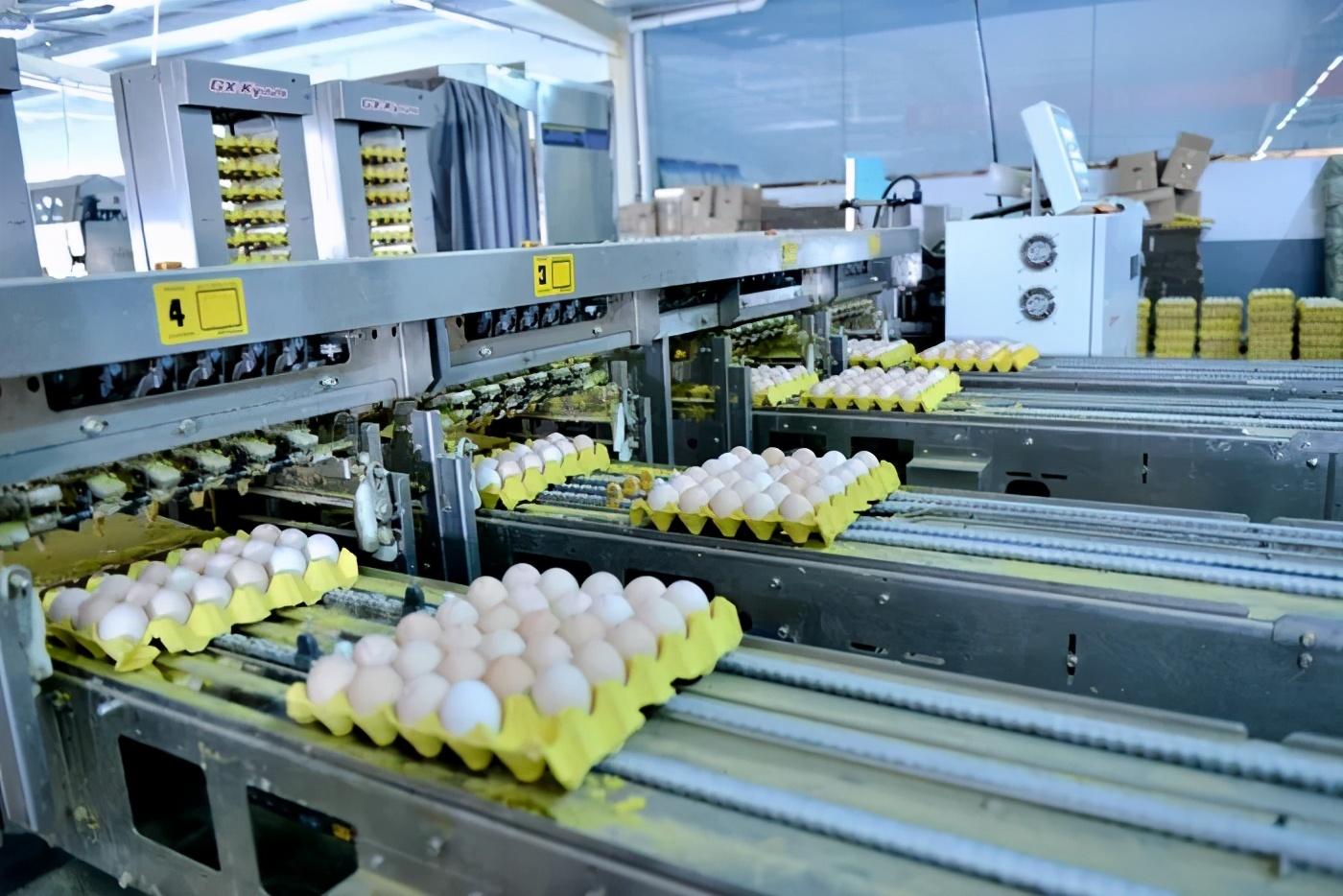 无抗富硒土鸡蛋是什么意思(土鸡蛋含硒吗)-硒宝网