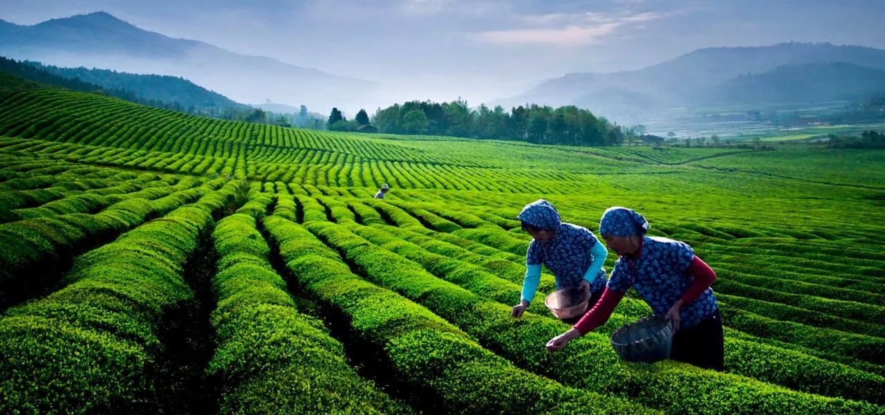 富硒茶的十大功效(富硒茶的好处)-硒宝网