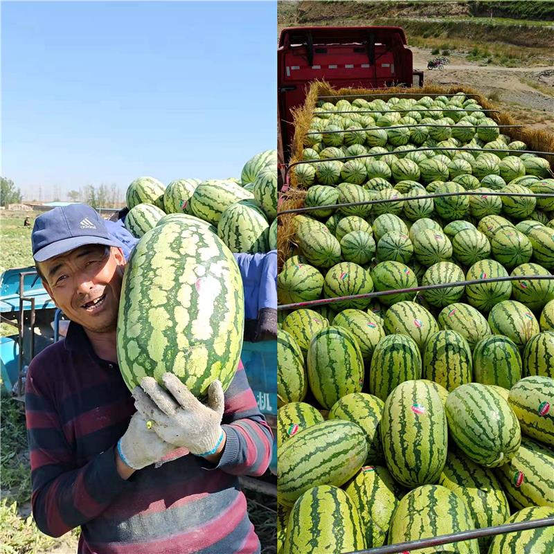 宁夏硒砂瓜特点(宁夏砂瓜好吃吗)-硒宝网