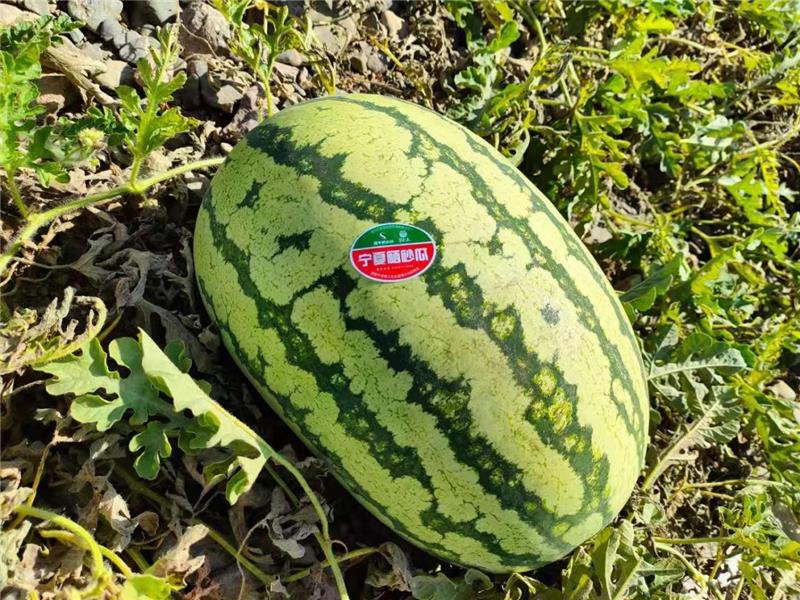 宁夏硒砂瓜特点(宁夏砂瓜好吃吗)-硒宝网