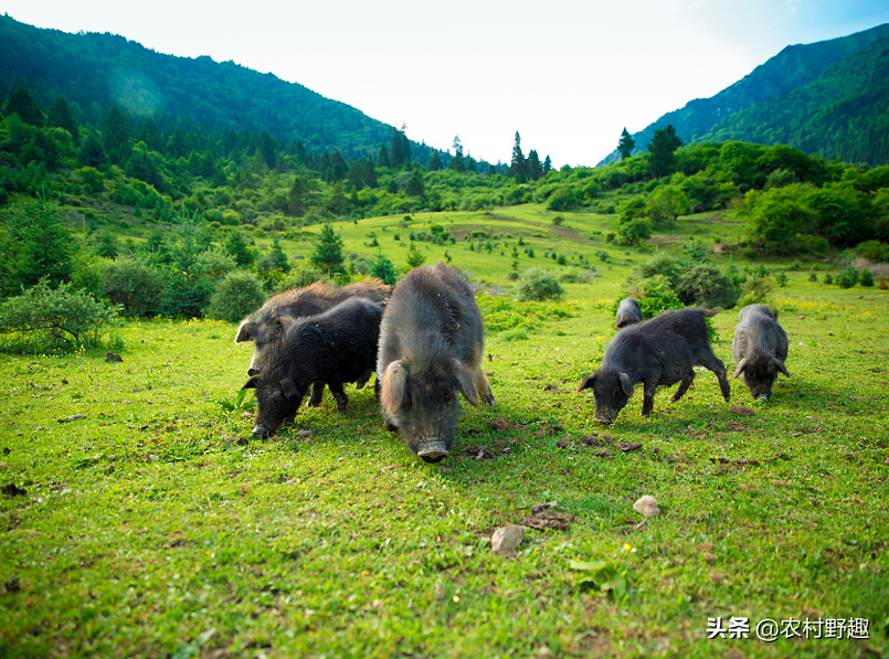 富硒猪肉多少钱一斤(富硒猪肉硒含量)-硒宝网